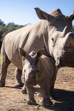 New Braunfels, Texas